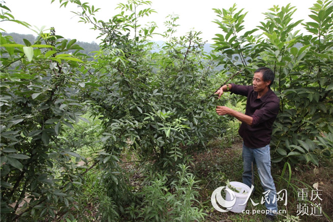 下,他先后到江津等地考察,酥麻鲜香的九叶青花椒不仅刺激了他的味蕾