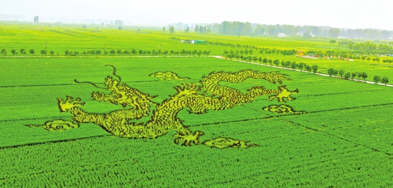 美翻了农田当画布水稻作颜料钟南山袁隆平中国龙现身确山留庄稻田公园