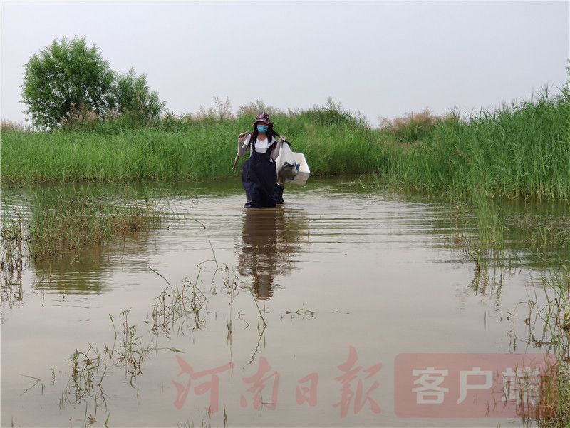 黄河|在烈日下，在泥泞中，在滩涂上，女博士和她的“科研暑假”