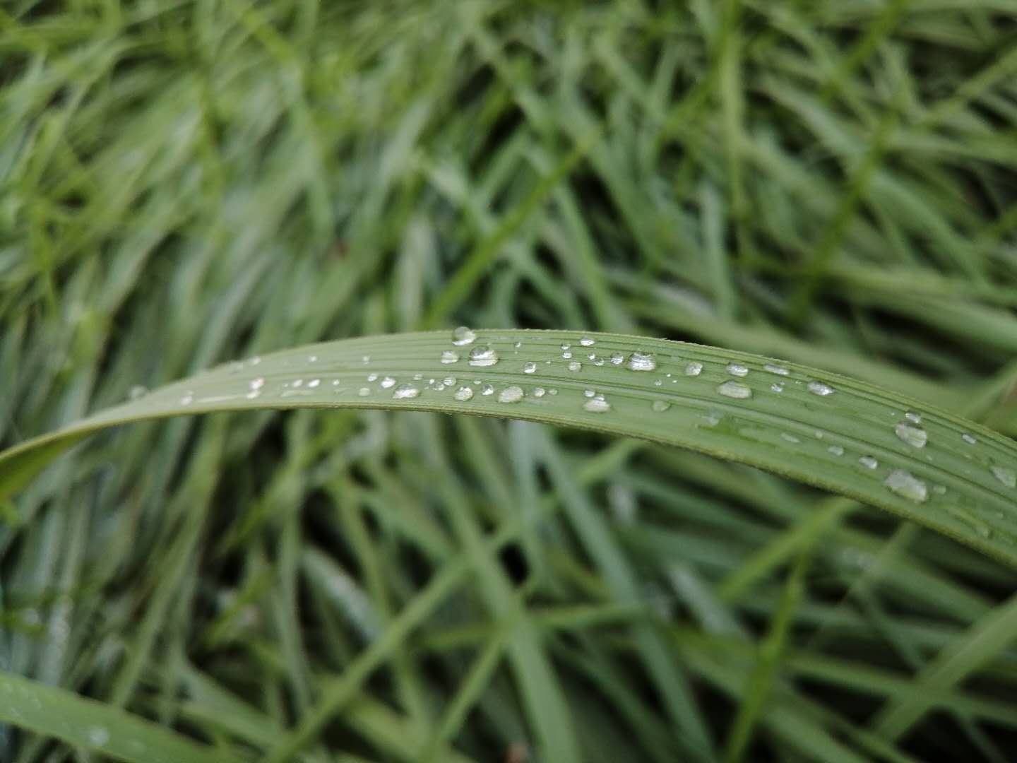 暴雨|这周三、周四降雨有多大? 中西部、北部将出现大到暴雨