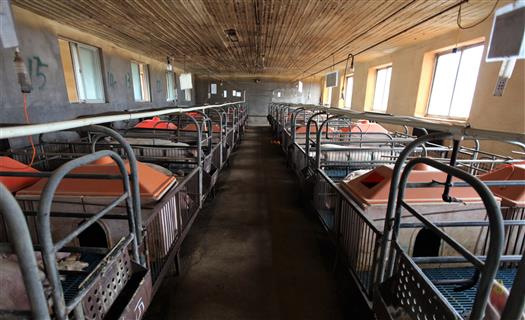 疫苗|非洲猪瘟疫苗将进入扩大临床和生产性试验