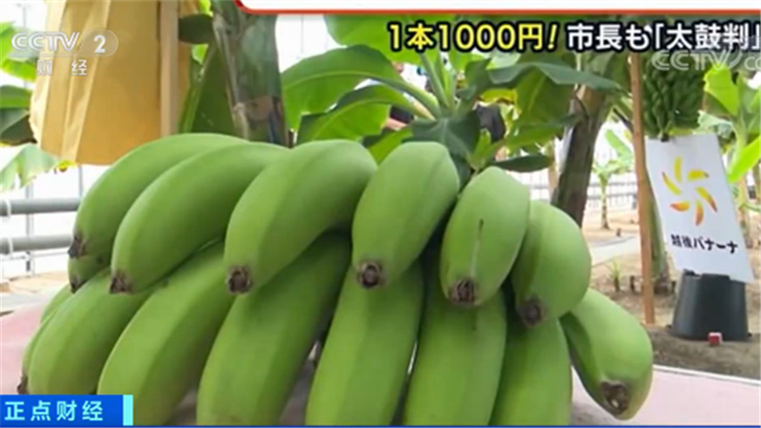 |一根66元人民币！这种“带皮吃的香蕉”是这样长大的