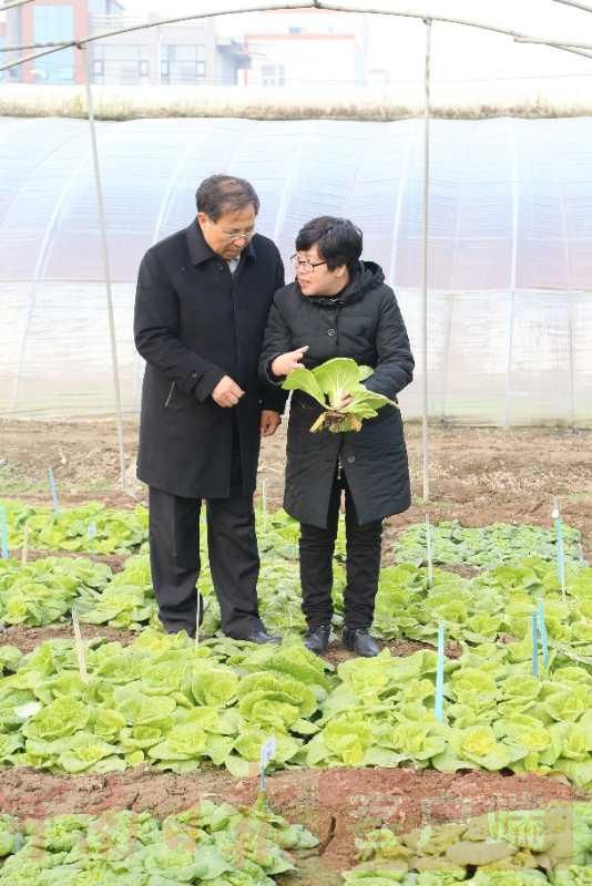 手擀面|科学家这样过七夕，“麦爸”“菜妈”手擀面里有真情