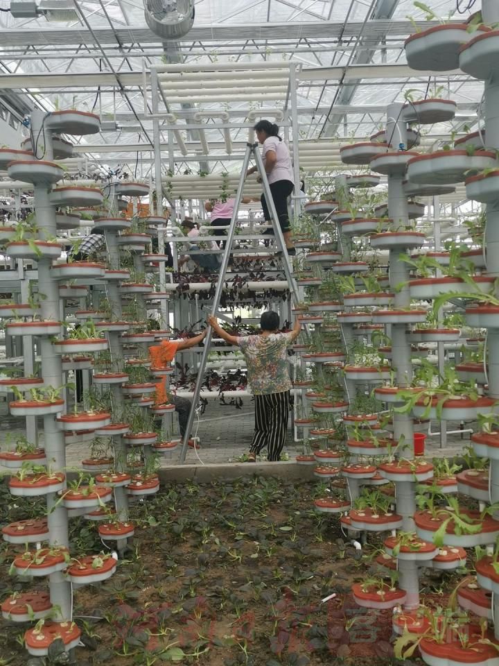 农民|“要把乡村振兴的美好前景全面展示出来”——再访2020年中国农民丰收节河南主会场