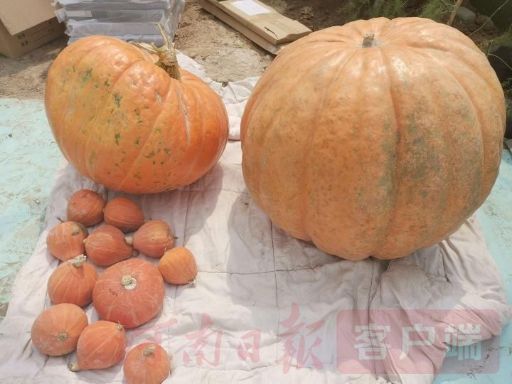 农民|“要把乡村振兴的美好前景全面展示出来”——再访2020年中国农民丰收节河南主会场