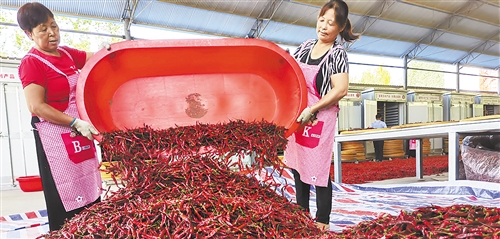 三门峡灵宝|央媒看河南丨灵宝打好脱贫组合拳——只要能吃苦，定能过上好日子