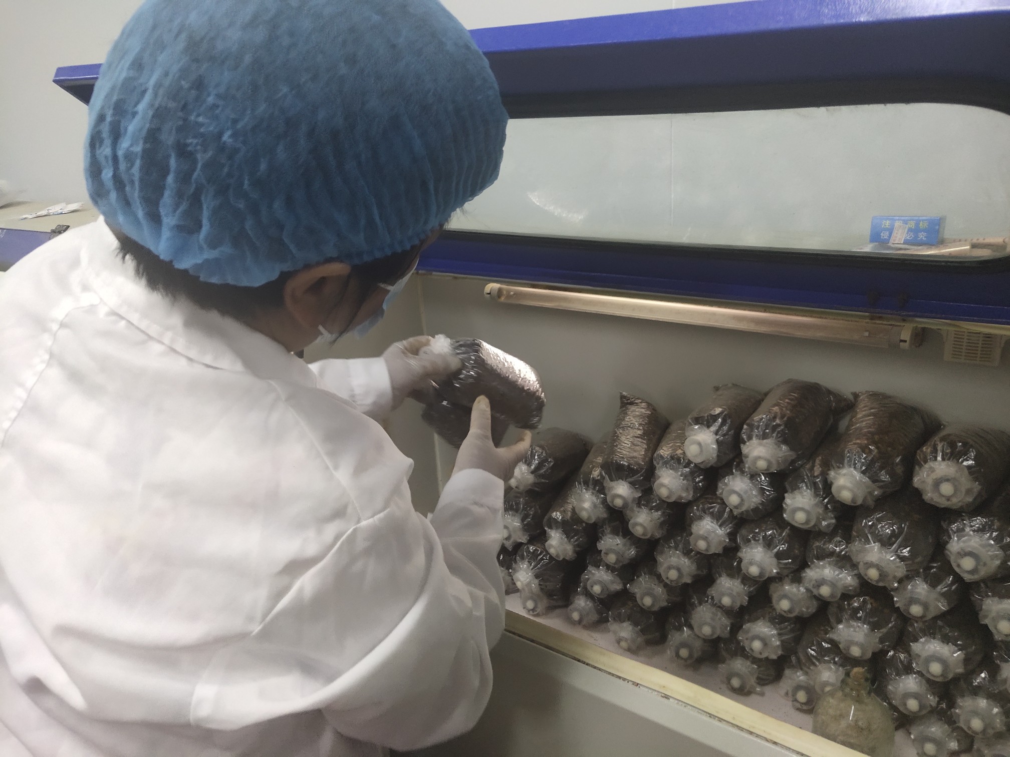 凉拌黄瓜|吃瓜群众的口福：丝瓜干了黄瓜的活，河南的蜜瓜脆脆甜