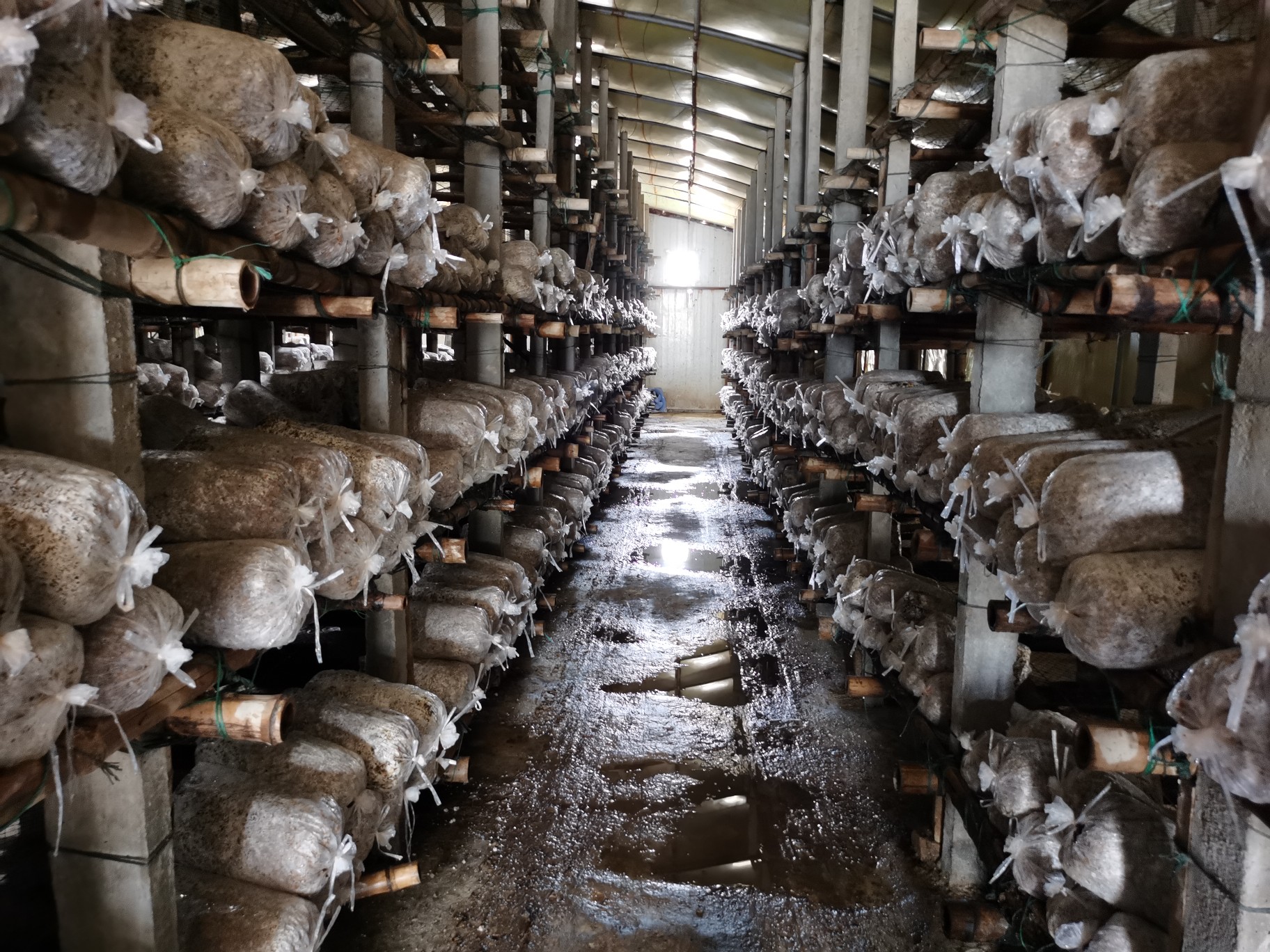 凉拌黄瓜|吃瓜群众的口福：丝瓜干了黄瓜的活，河南的蜜瓜脆脆甜