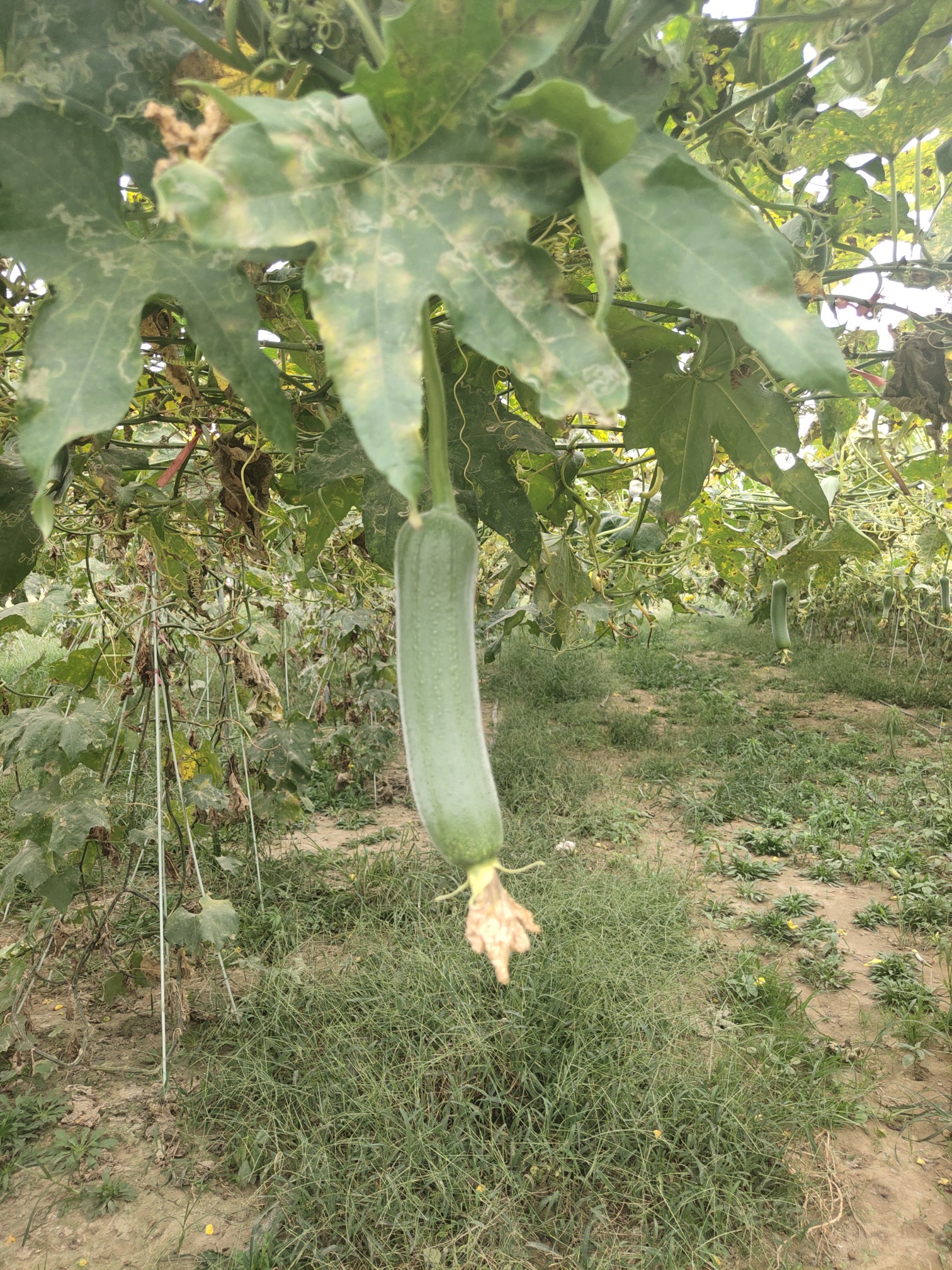 凉拌黄瓜|吃瓜群众的口福：丝瓜干了黄瓜的活，河南的蜜瓜脆脆甜