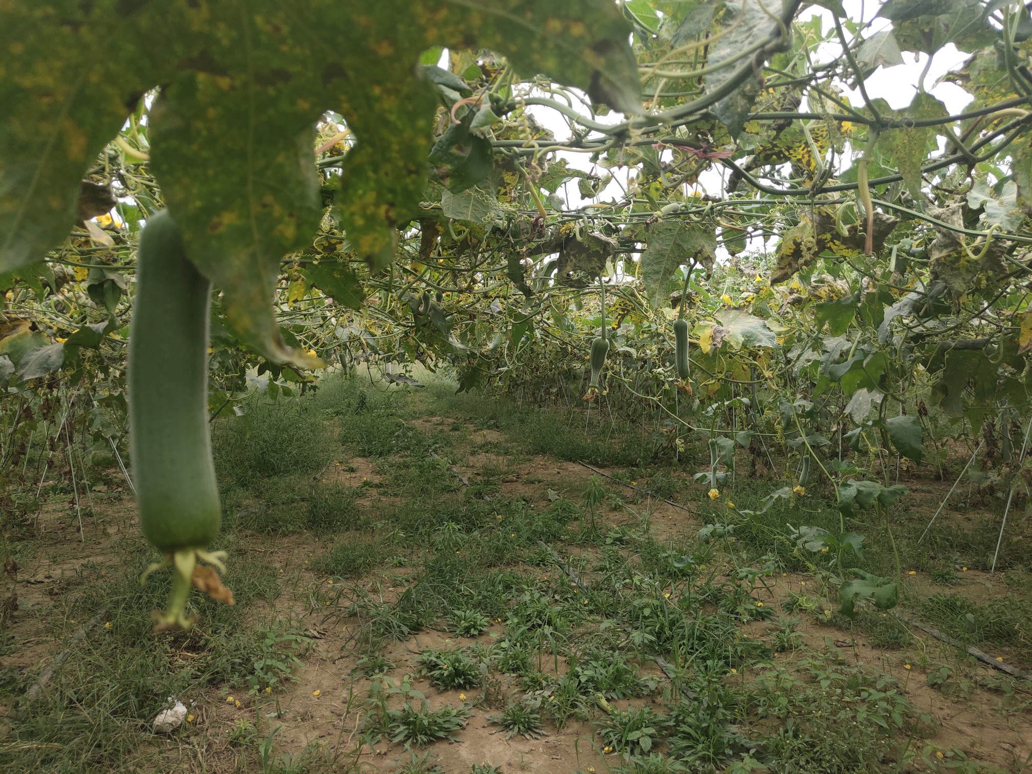 凉拌黄瓜|吃瓜群众的口福：丝瓜干了黄瓜的活，河南的蜜瓜脆脆甜