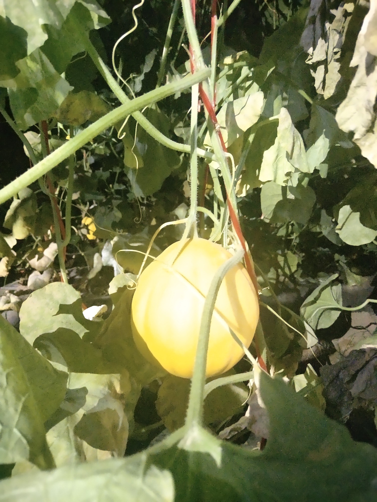 凉拌黄瓜|吃瓜群众的口福：丝瓜干了黄瓜的活，河南的蜜瓜脆脆甜