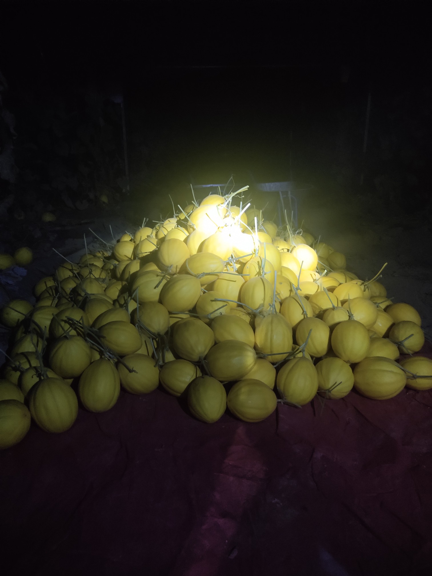 凉拌黄瓜|吃瓜群众的口福：丝瓜干了黄瓜的活，河南的蜜瓜脆脆甜