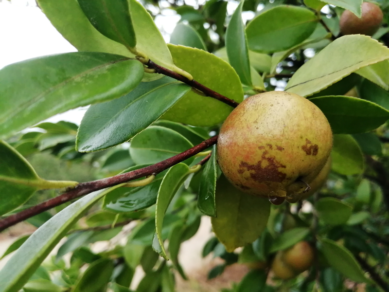 天气|本周我省还有大范围降雨吗？ 没有了，总体有利于秋作物收晒