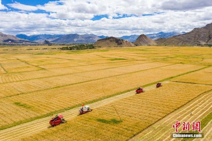 农业|农业农村部：秋粮面积预计超12.8亿亩 丰收已成定局