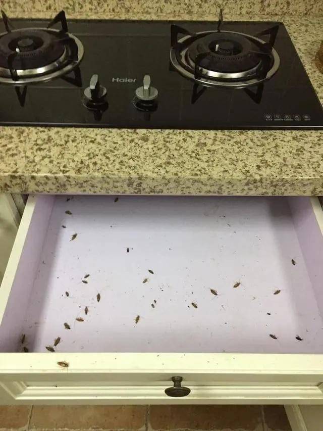 蟑螂|江景房变蟑螂房，杭州这户人家快要崩溃了……