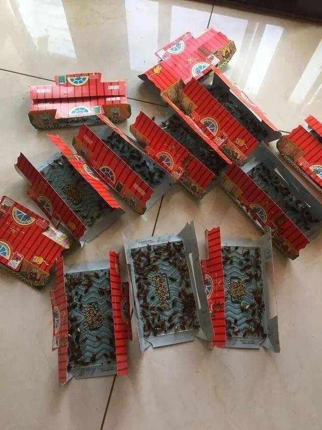 蟑螂|江景房变蟑螂房，杭州这户人家快要崩溃了……