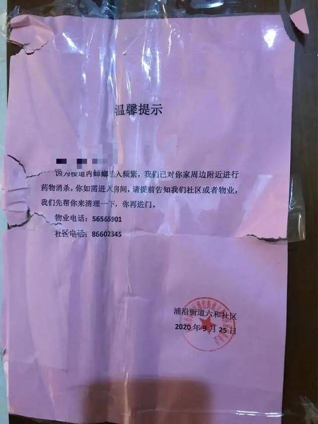 蟑螂|江景房变蟑螂房，杭州这户人家快要崩溃了……