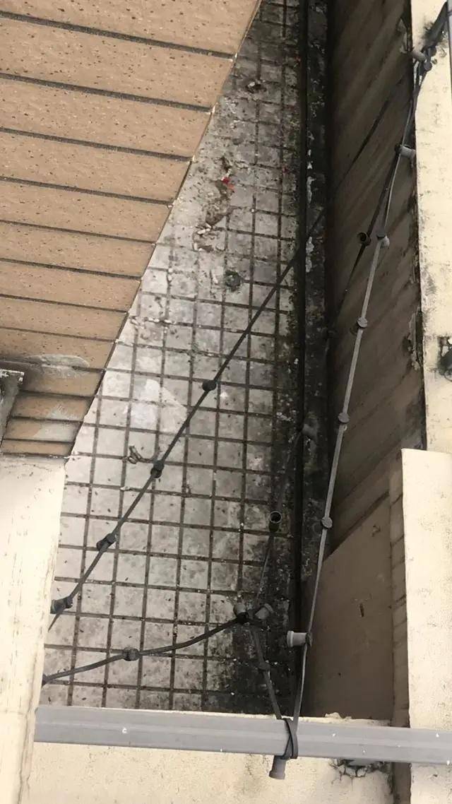 蟑螂|江景房变蟑螂房，杭州这户人家快要崩溃了……