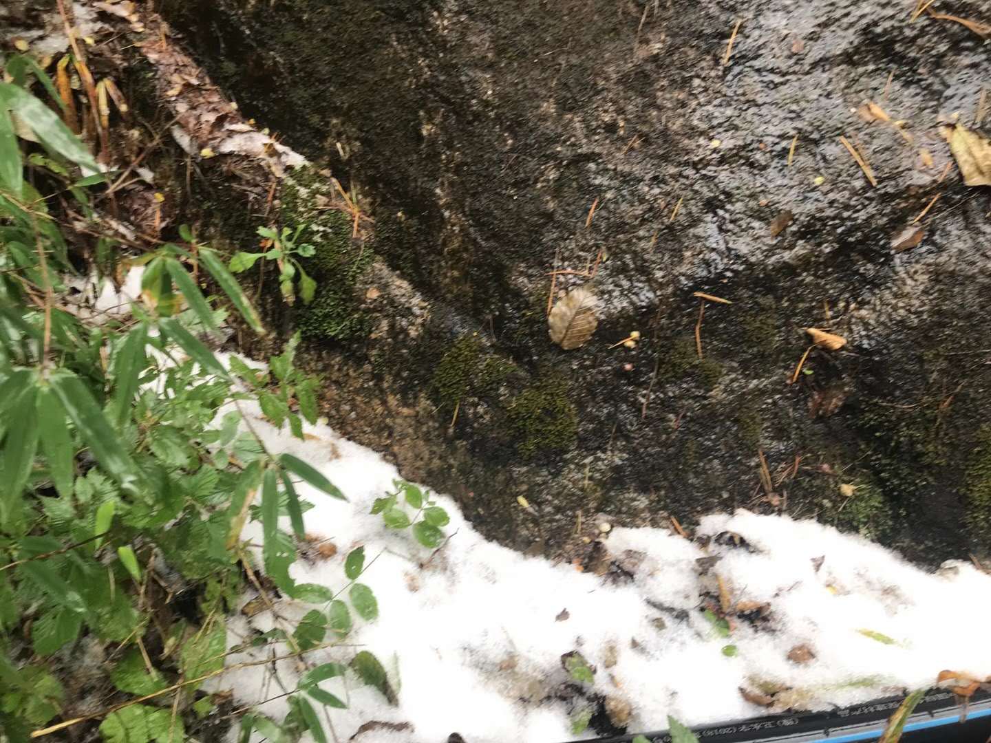 |下雪啦！洛阳白云山迎来2020首场飘雪，游客：爬山赏秋送飘雪，值了!