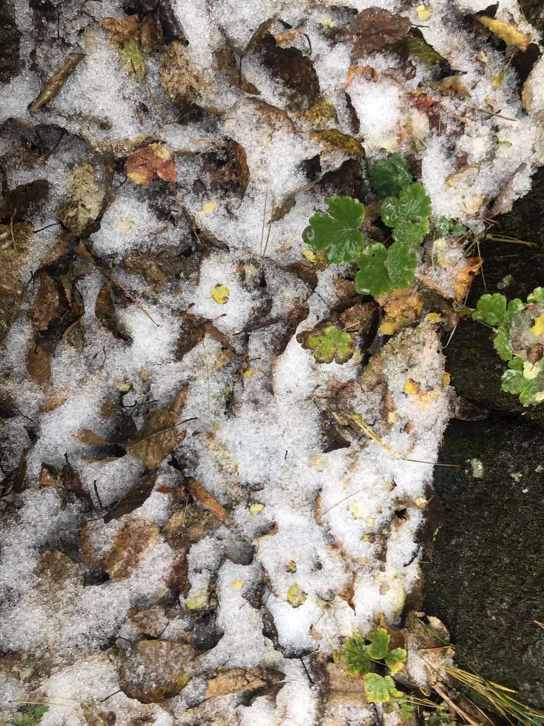 |下雪啦！洛阳白云山迎来2020首场飘雪，游客：爬山赏秋送飘雪，值了!