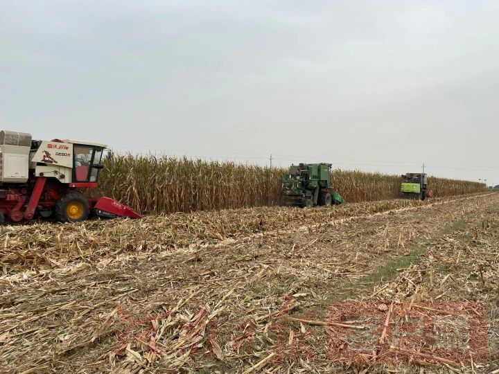 |庆丰收 迎小康｜土地托管托稳“中原粮仓”