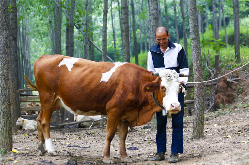|百名记者进百村｜白石崖村的新名片