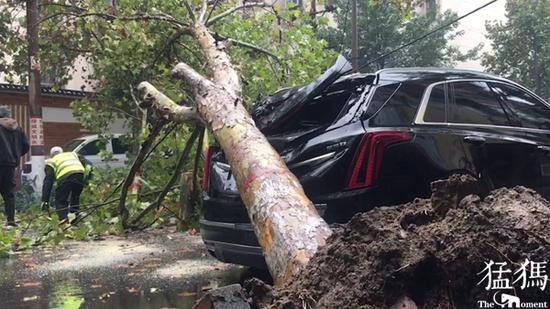 |郑州崭新凯迪拉克被法桐砸扁 市民：树木侧根急需保护