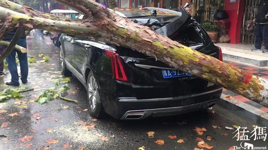 |郑州崭新凯迪拉克被法桐砸扁 市民：树木侧根急需保护