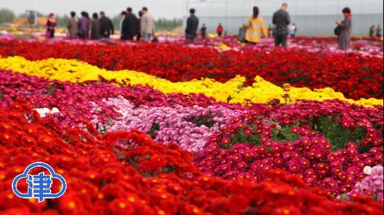 |【津云镜头?旅博会看天津】蓝天白云 碧水蓝天 生态宜居美如画