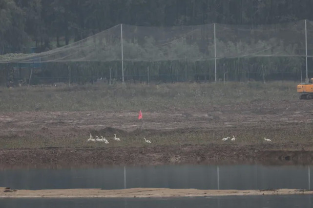 |快看！首批18只越冬大天鹅如约飞回三门峡