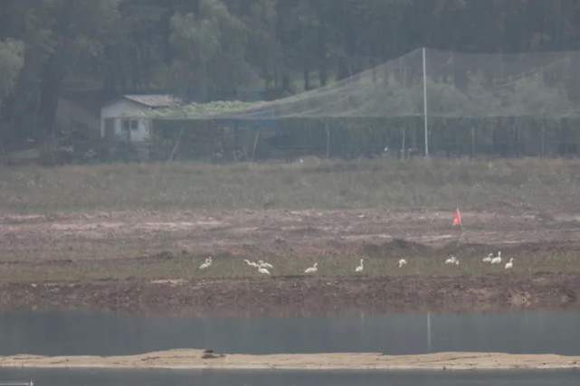 |快看！首批18只越冬大天鹅如约飞回三门峡