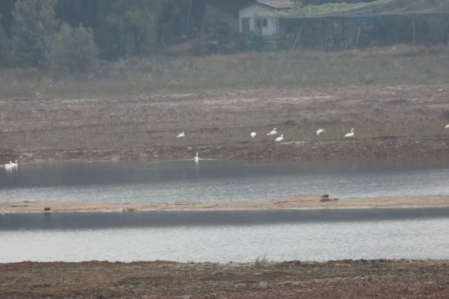 |快看！首批18只越冬大天鹅如约飞回三门峡