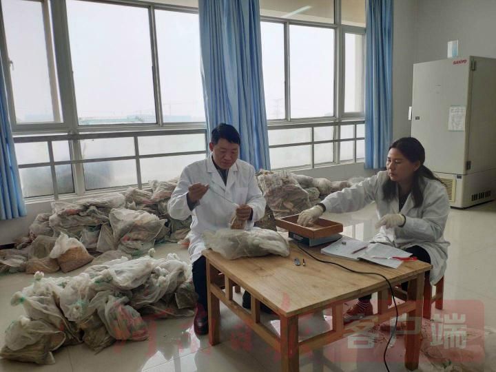 |科技助力 让秋粮颗粒归仓——我省夏玉米新品种培育及应用项目取得重要进展