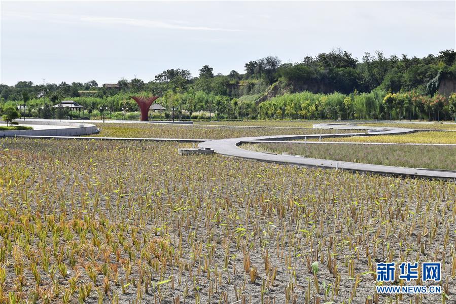 这是瀍河汇入洛河处,是洛阳八小景之一"瀍壑朱樱"所在地(9月15日) )