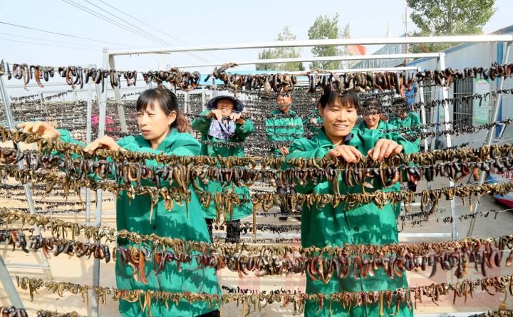 |汝阳：发展水蛭养殖 带动村民致富