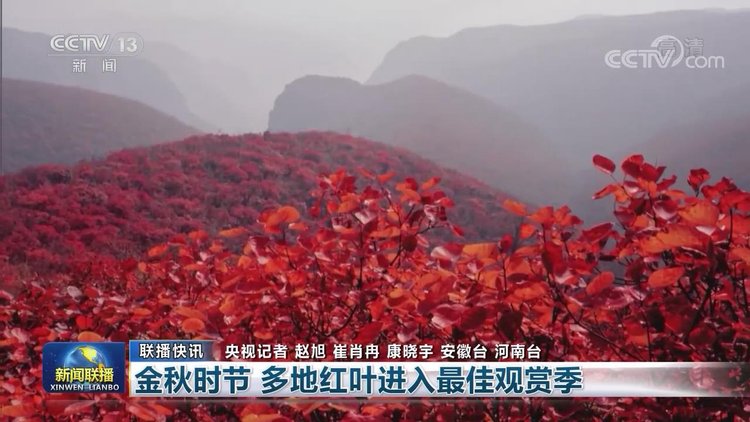 |【央视联播关注河南】金秋时节到 焦作红叶美