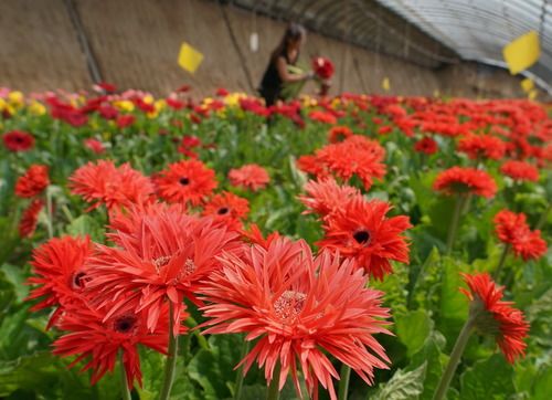 |我的“十三五”|铺满鲜花的脱贫路——辽宁义县七里河村花卉兴村记