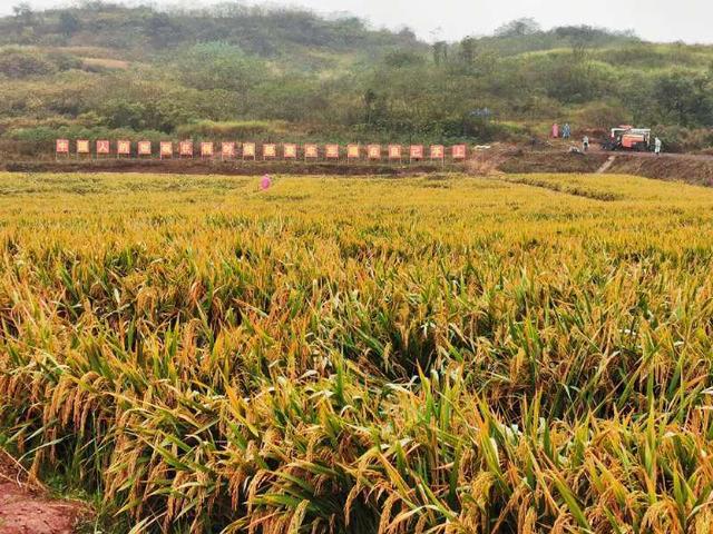 |破纪录！袁隆平团队双季稻亩产超1500公斤