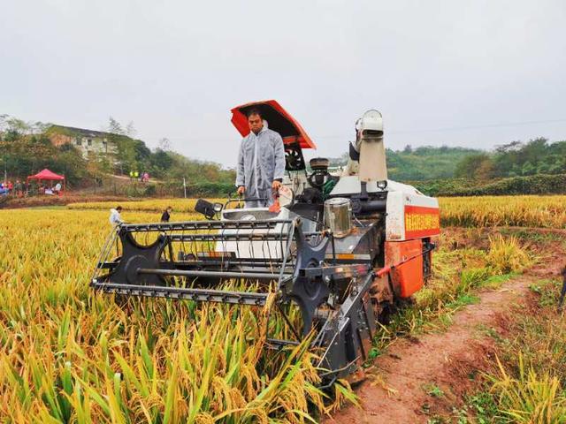 |破纪录！袁隆平团队双季稻亩产超1500公斤