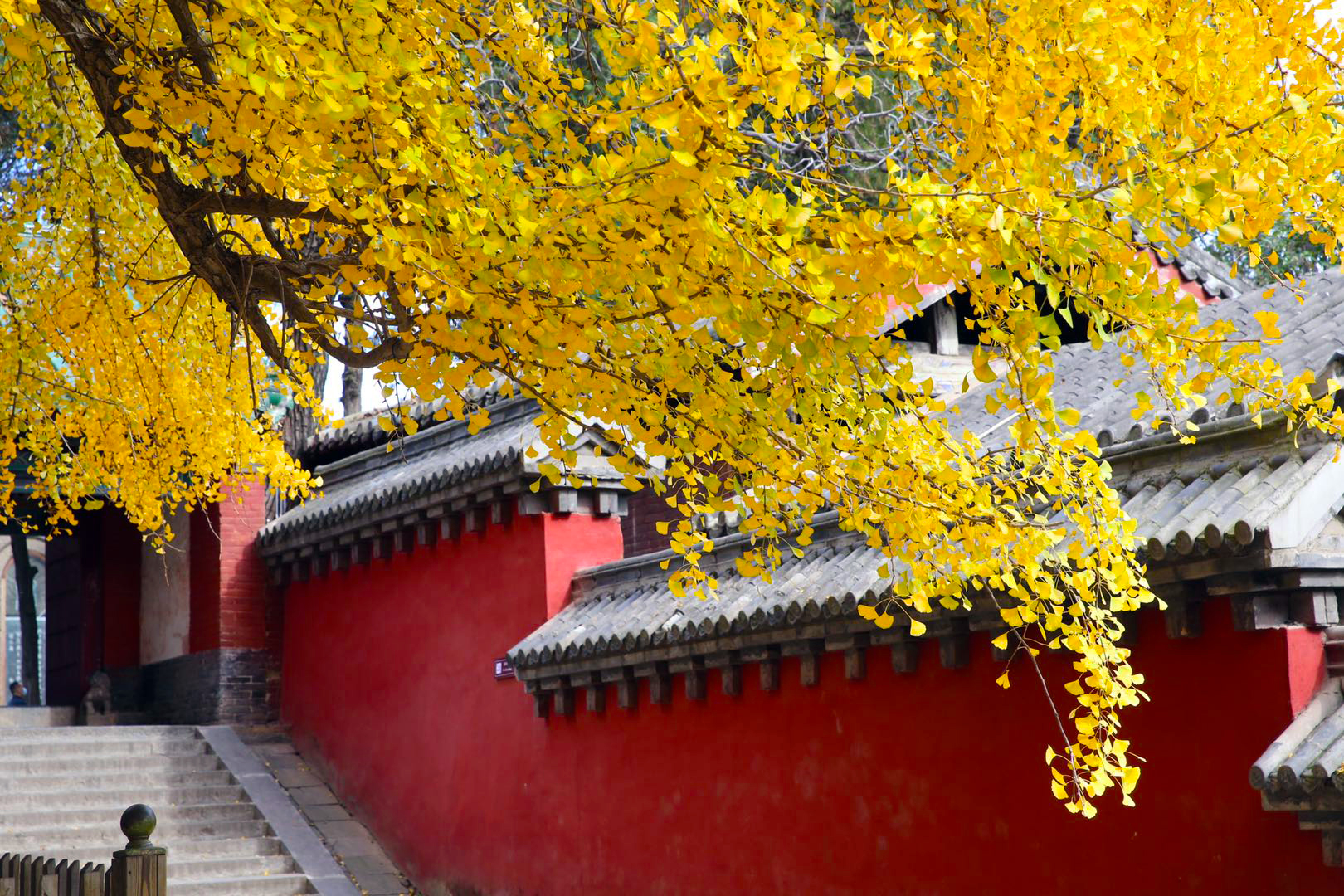 少林寺的千年银杏又到了最美的季节-大河网