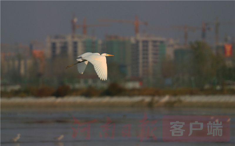 |亚洲最大平原人工水库清淤不影响鸟栖息