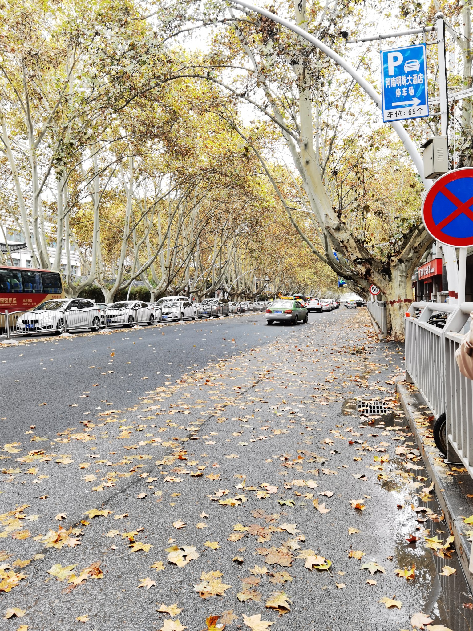 |走访丨初冬的落叶美吗?郑州环卫工及时清扫 市民：能否留住一丝秋韵?