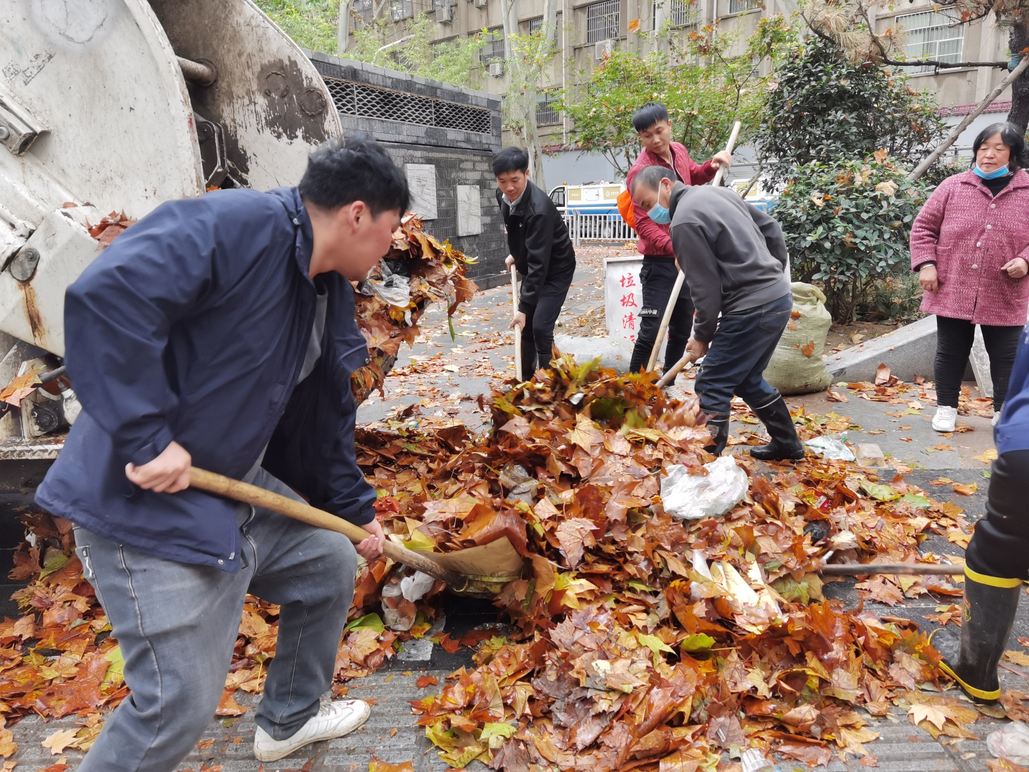 |走访丨初冬的落叶美吗?郑州环卫工及时清扫 市民：能否留住一丝秋韵?