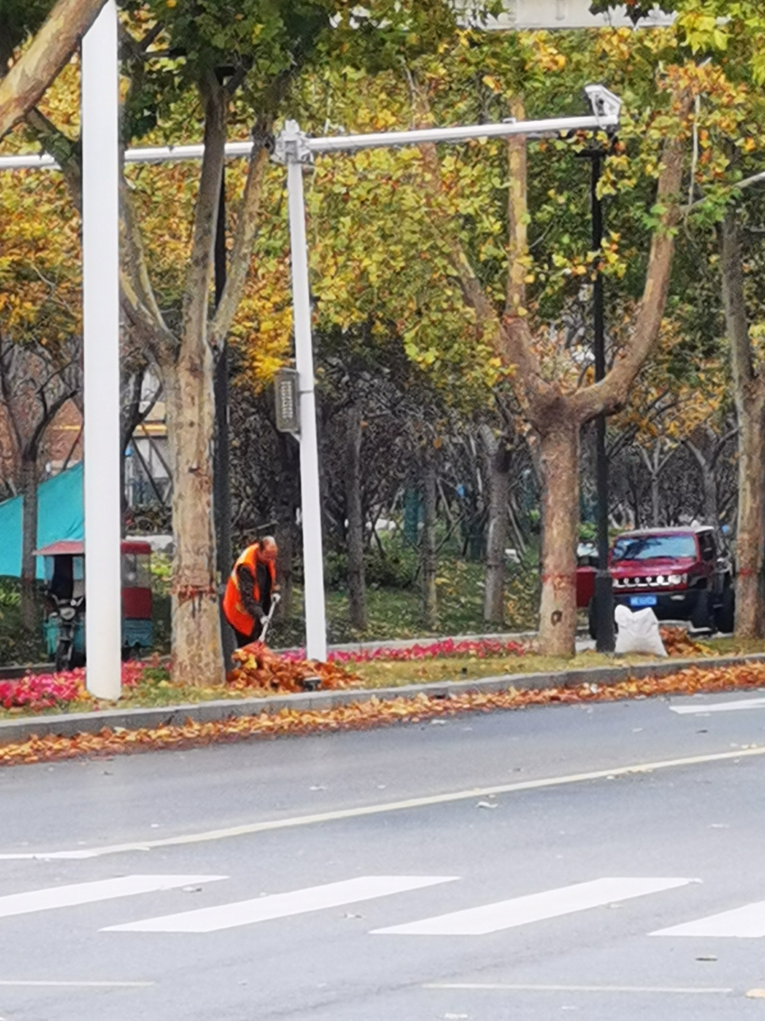 |走访丨初冬的落叶美吗?郑州环卫工及时清扫 市民：能否留住一丝秋韵?