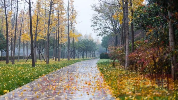 |郑州雨后象湖旁别样“繁花”景