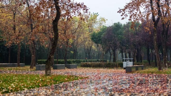|郑州雨后象湖旁别样“繁花”景