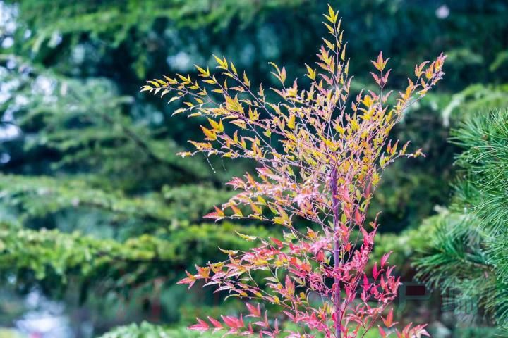 |郑州雨后象湖旁别样“繁花”景