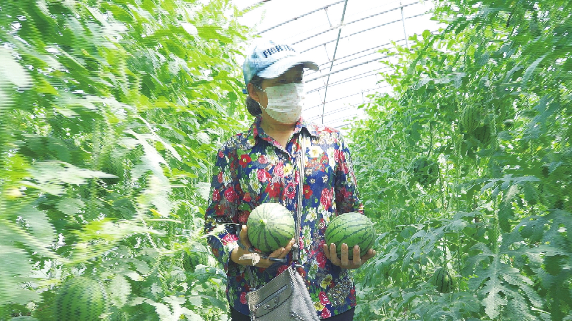 中牟空中礼品小西瓜引来市民采摘