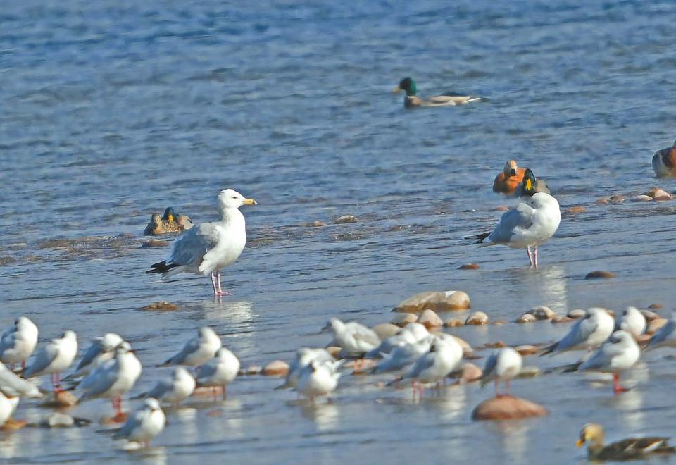 孟津黄河湿地保护区 “宜居之地”引来新住户