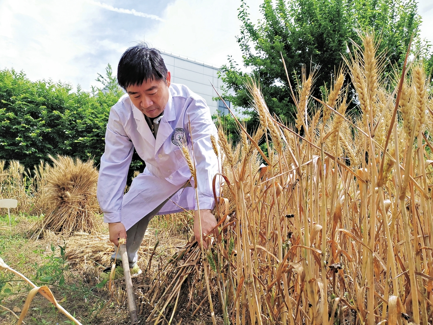 农学教授领大学生挥镰割麦干农活-大河网